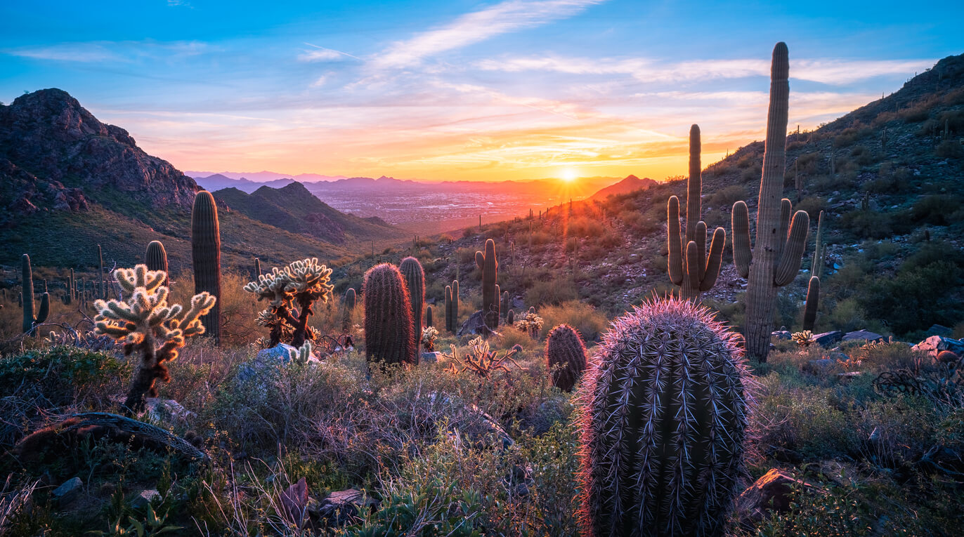 a field of cacti and a sunset