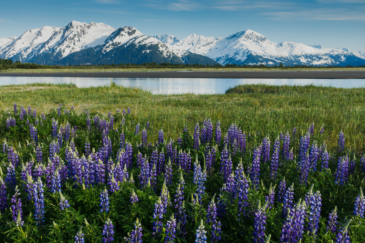 Alaska mountains and flowers